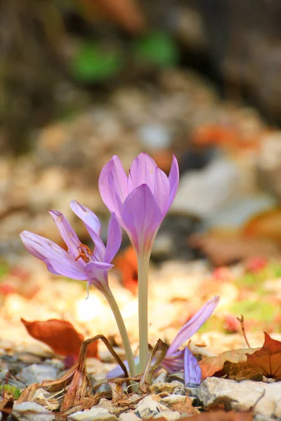 Crocus Flower Park Autumn Season — Stock Photo, Image