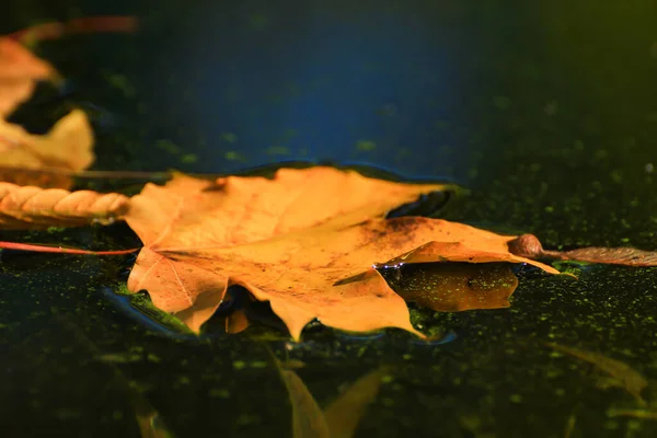 October Autumn Maple Leaf Floating Water — Stock Photo, Image