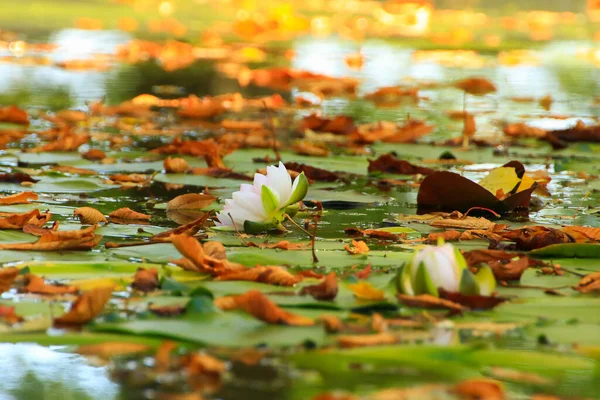 Schilderachtige Bladeren Van Waterlelies Kleurrijke Esdoornbladeren Het Water Vijver Herfst — Stockfoto