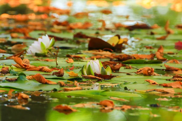 Malownicze Liście Lilii Wodnych Kolorowe Liście Klonu Wodzie Stawie Sezon — Zdjęcie stockowe