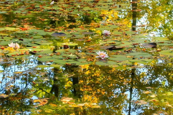 Zambaklarının Resimli Yaprakları Göldeki Akçaağaç Yaprakları Sonbahar Mevsimi Sonbahar Arkaplanı — Stok fotoğraf