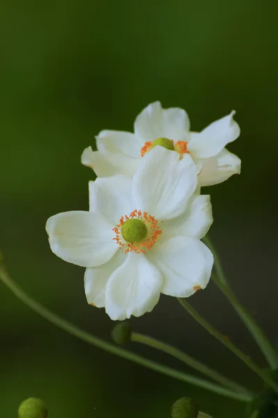 Lukking Vakre Hvite Blomster Parken – stockfoto