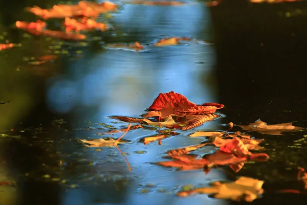 Říjen Podzimní Javorový List Plovoucí Vodě — Stock fotografie