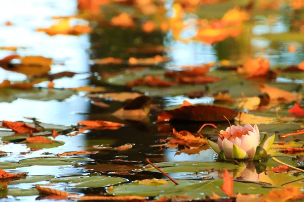 Picturesque Leaves Water Lilies Colorful Maple Leaves Water Pond Autumn — Stock Photo, Image