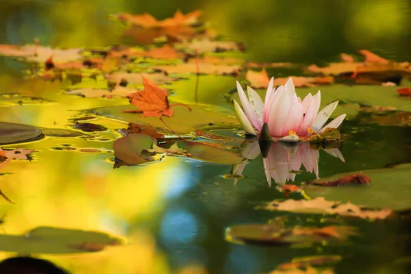 Malerische Blätter Von Seerosen Und Bunten Ahornblättern Auf Dem Wasser — Stockfoto