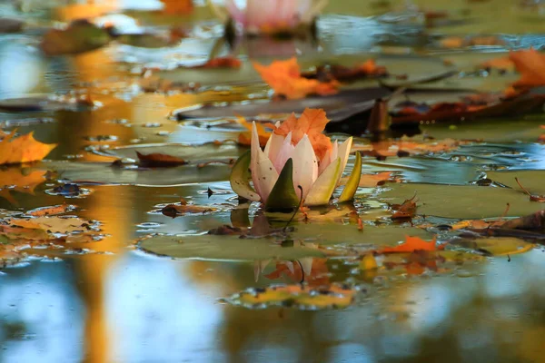 Feuilles Pittoresques Nénuphars Feuilles Érable Colorées Sur Eau Dans Étang — Photo