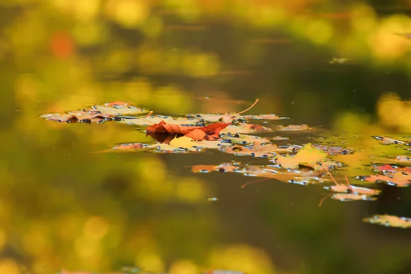 Ekim Sonbahar Akçaağaç Yaprağı Suda Yüzüyor — Stok fotoğraf