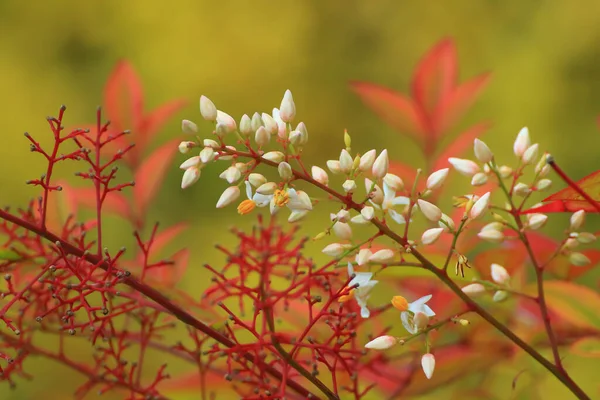 Bakgrund Vita Knoppar Nära Röda Grenar Säsongsbetonad Blommig Natur Bakgrund — Stockfoto