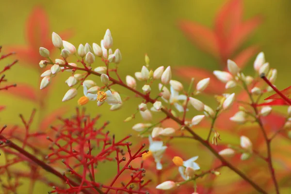 Bakgrund Vita Knoppar Nära Röda Grenar Säsongsbetonad Blommig Natur Bakgrund — Stockfoto