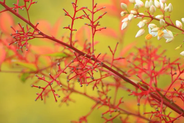 Bakgrund Vita Knoppar Nära Röda Grenar Säsongsbetonad Blommig Natur Bakgrund — Stockfoto