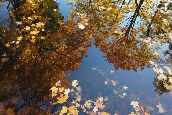 Oktober Herbst Ahornblatt Schwimmt Auf Dem Wasser — Stockfoto