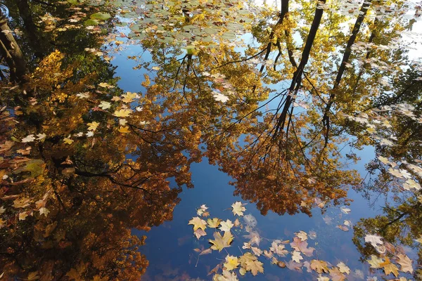 Oktober Herbst Ahornblatt Schwimmt Auf Dem Wasser — Stockfoto