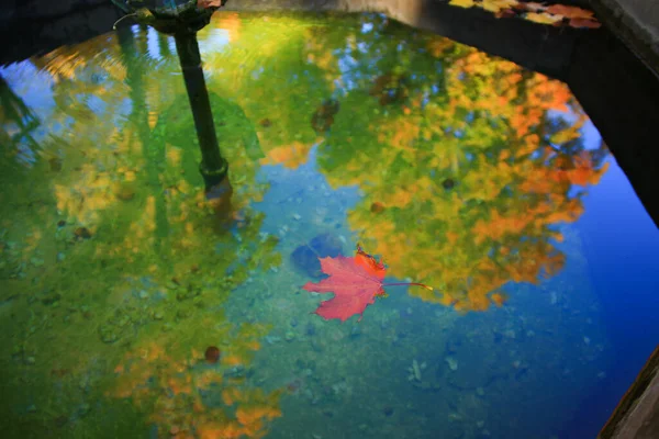 十月秋天枫叶飘浮在水面上 — 图库照片