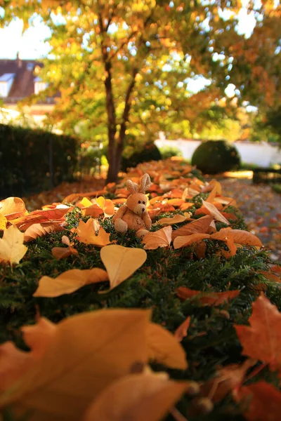 Piękny Jesienny Krajobraz Kolorowymi Liśćmi Parku — Zdjęcie stockowe
