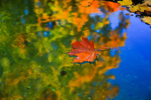 十月秋天枫叶飘浮在水面上 — 图库照片