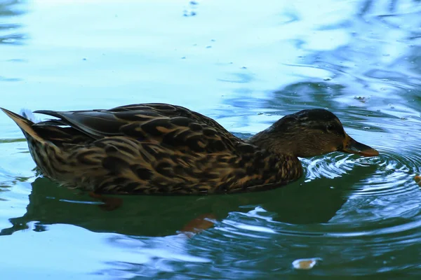 Wild Ducks Lake Danube River Germany Stock Picture