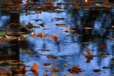 Ekim Sonbahar Akçaağaç Yaprağı suda yüzüyor