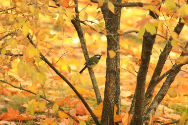 Robin Bird sonbahar ağacı yapraklarıyla parkta