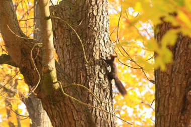 Parkta ağaca tırmanan Avrasyalı kırmızı sincabın portresi