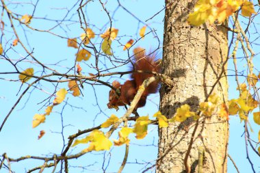 Parkta ağaca tırmanan Avrasyalı kırmızı sincabın portresi