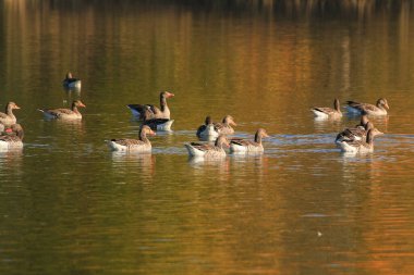 Almanya 'da Danube nehrinin yakınındaki gölde vahşi ördekler