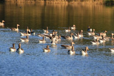 Almanya 'da Danube nehrinin yakınındaki gölde vahşi ördekler