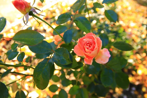 Mooie Rode Roos Een Tuin Het Najaar — Stockfoto