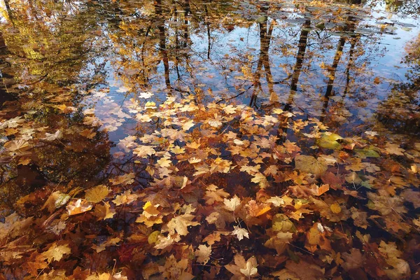 Oktober Herbst Ahornblatt Schwimmt Auf Dem Wasser — Stockfoto