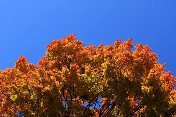 Όμορφο Φθινοπωρινό Τοπίο Πολύχρωμα Φυλλώματα Στο Πάρκο — Φωτογραφία Αρχείου