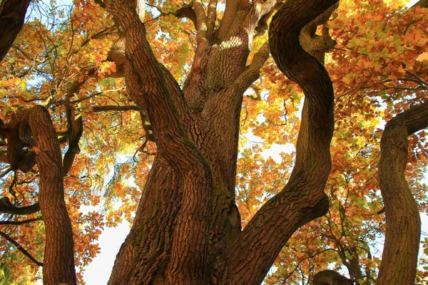Old Oak Tree Branches Autumn Season — Stock Photo, Image