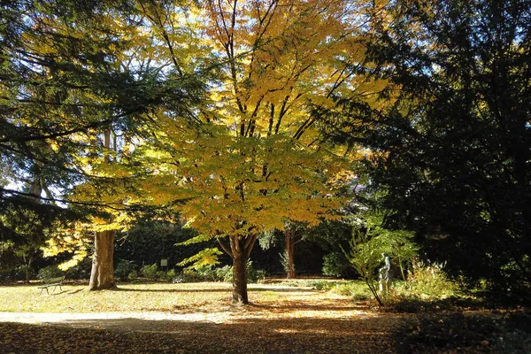 Autumn Leaves Trees Park — Stock Photo, Image