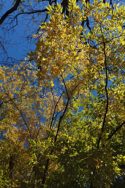 Φθινόπωρο Φύλλα Και Δέντρα Στο Πάρκο — Φωτογραφία Αρχείου