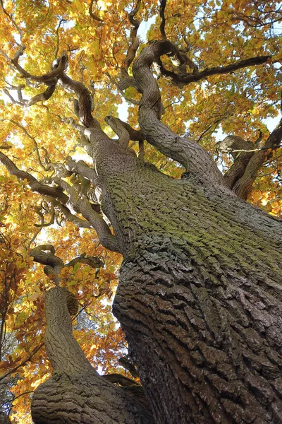 Old Oak Tree Branches Autumn Season — Stock Photo, Image