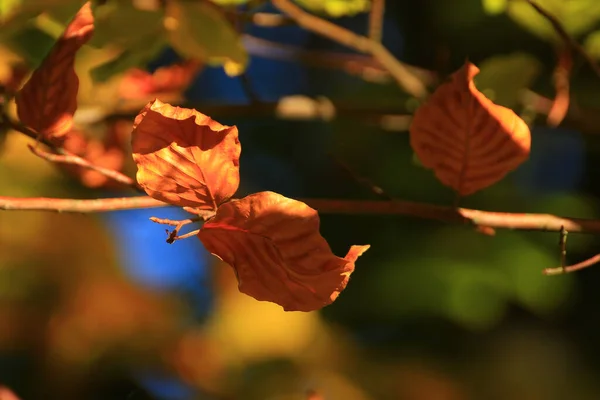 Podzimní Stromy Listy Barevným Listím Parku — Stock fotografie