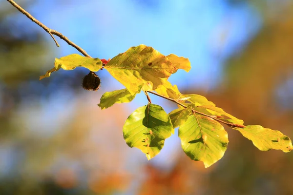 Φθινοπωρινά Δέντρα Και Φύλλα Πολύχρωμα Φυλλώματα Στο Πάρκο — Φωτογραφία Αρχείου