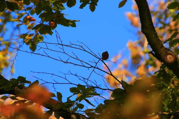 Árboles Otoño Hojas Con Follaje Colorido Parque — Foto de Stock