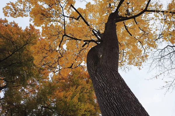 Autumn Trees Leaves Colorful Foliage Park — Stock Photo, Image