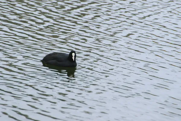 Wildvogel Der Donau — Stockfoto