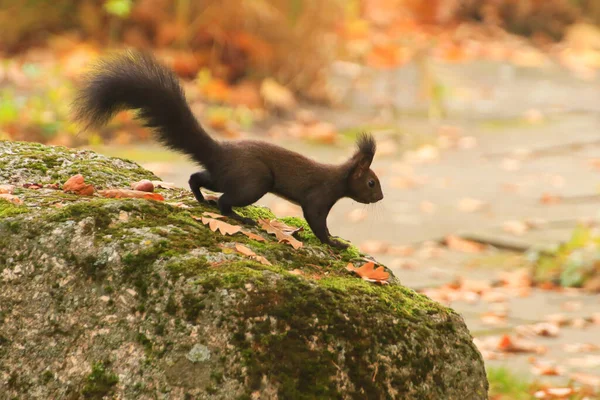 Rotes Eichhörnchen Frisst Nüsse Park — Stockfoto