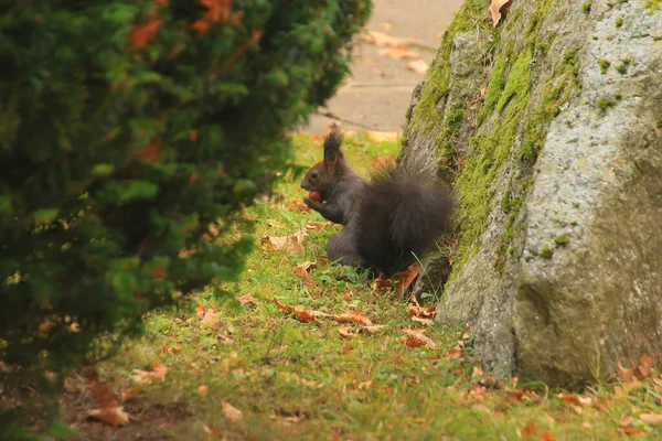 Europejska Czerwona Wiewiórka Jedząca Orzechy Parku — Zdjęcie stockowe