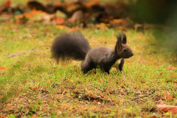 Rotes Eichhörnchen Frisst Nüsse Park — Stockfoto