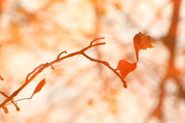 Abstraktní Obraz Podzimních Větví Listů Odrážejících Jezírku — Stock fotografie