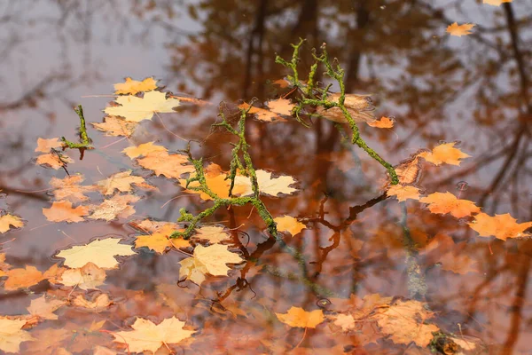 十月秋天枫叶飘浮在水面上 — 图库照片