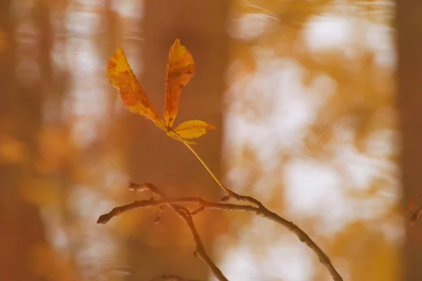 Image Abstraite Des Branches Des Feuilles Automne Reflétées Dans Étang — Photo