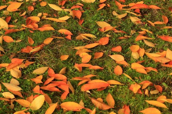 秋天的树木和树叶 公园里树叶五彩斑斓 — 图库照片