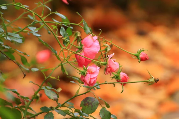 Hermosa Rosa Roja Jardín Temporada Otoño —  Fotos de Stock