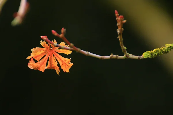 Folhas Outono Coloridas Bordo Japonês — Fotografia de Stock