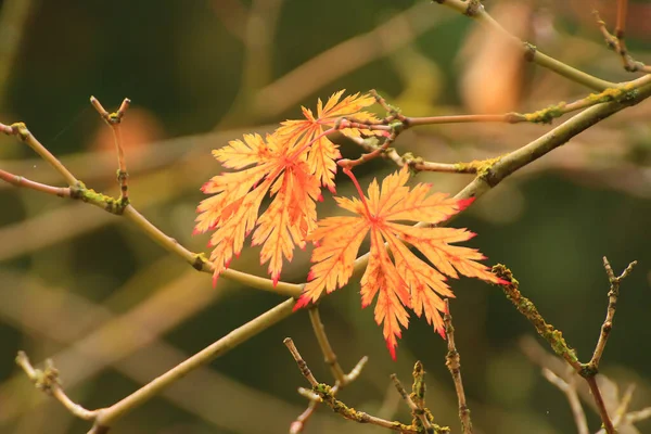 Bunte Herbstblätter Des Japanischen Ahorns — Stockfoto