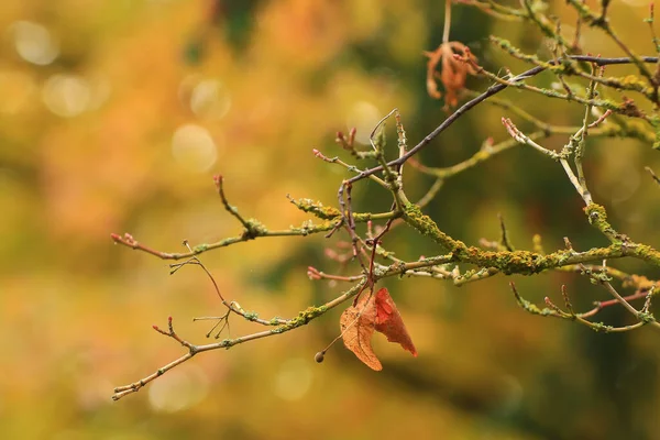 Barevné Podzimní Listy Japonského Javoru — Stock fotografie
