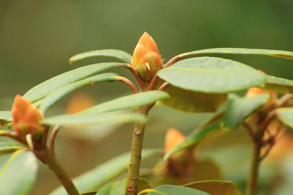 Rhododendron Hybride Virág Kertben Őszi Szezonban — Stock Fotó